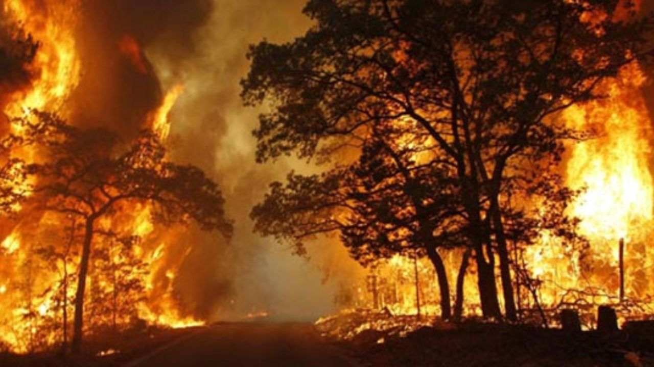 Pemerintah Tegas Melarang Pembakaran Hutan untuk Membuka Lahan, Sediakan Teknologi Ramah Lingkungan