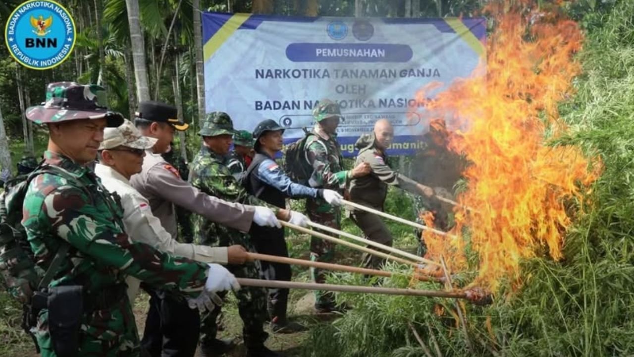 BNN Musnahkan 69 Ton Ganja dari Enam Ladang di Aceh Utara