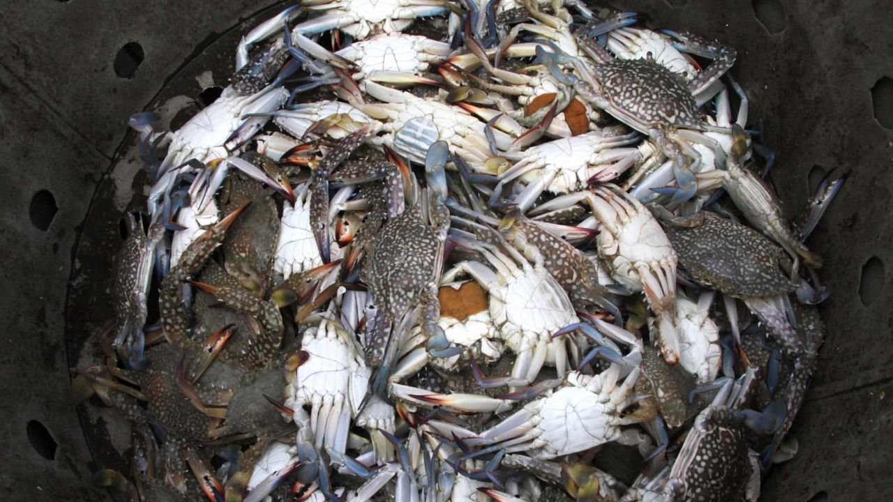 KKP Terbitkan 292 Sertifikat CoA untuk Kelancaran Ekspor Rajungan ke Amerika Serikat