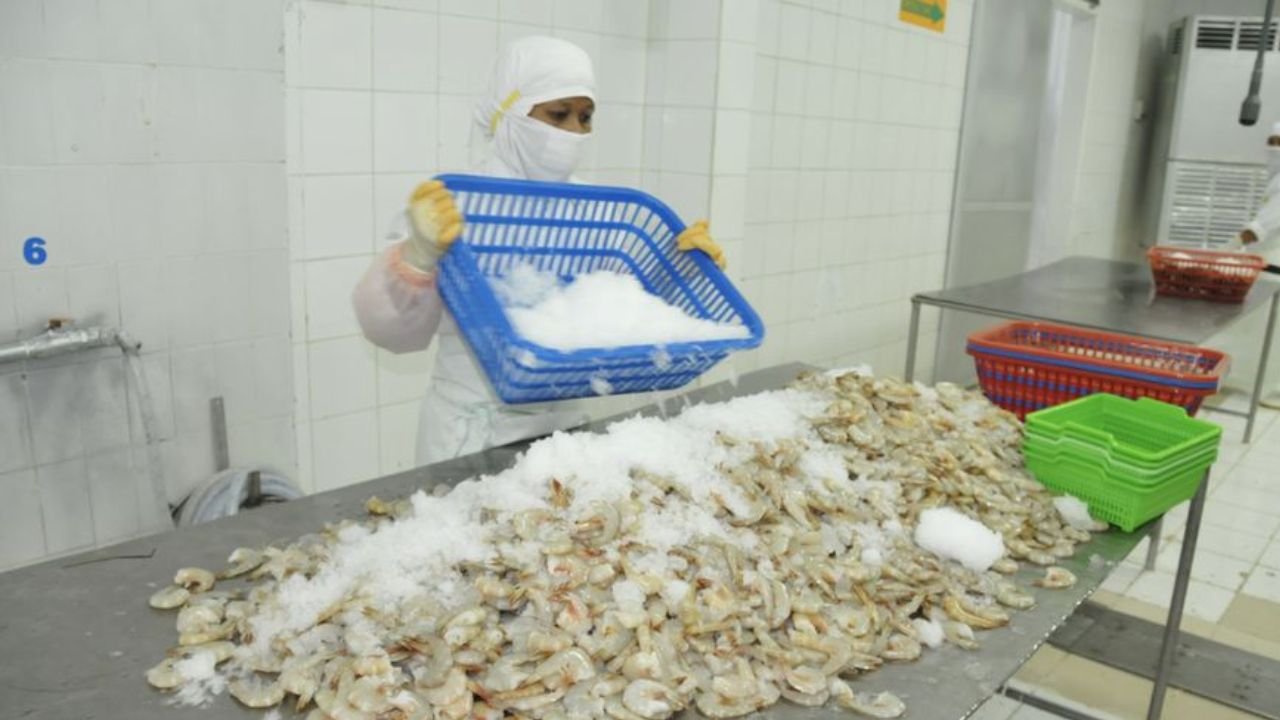 Ekspor Udang RI ke AS Tembus 1.852 Kontainer dalam Tiga Bulan