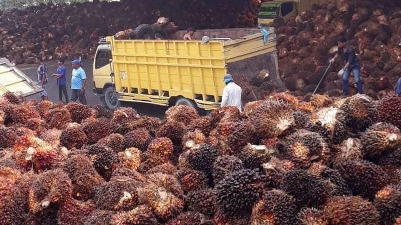 Produksi Sawit RI Naik ke 56 Juta Ton di 2025, GAPKI Sebut Replanting Jadi Kunci