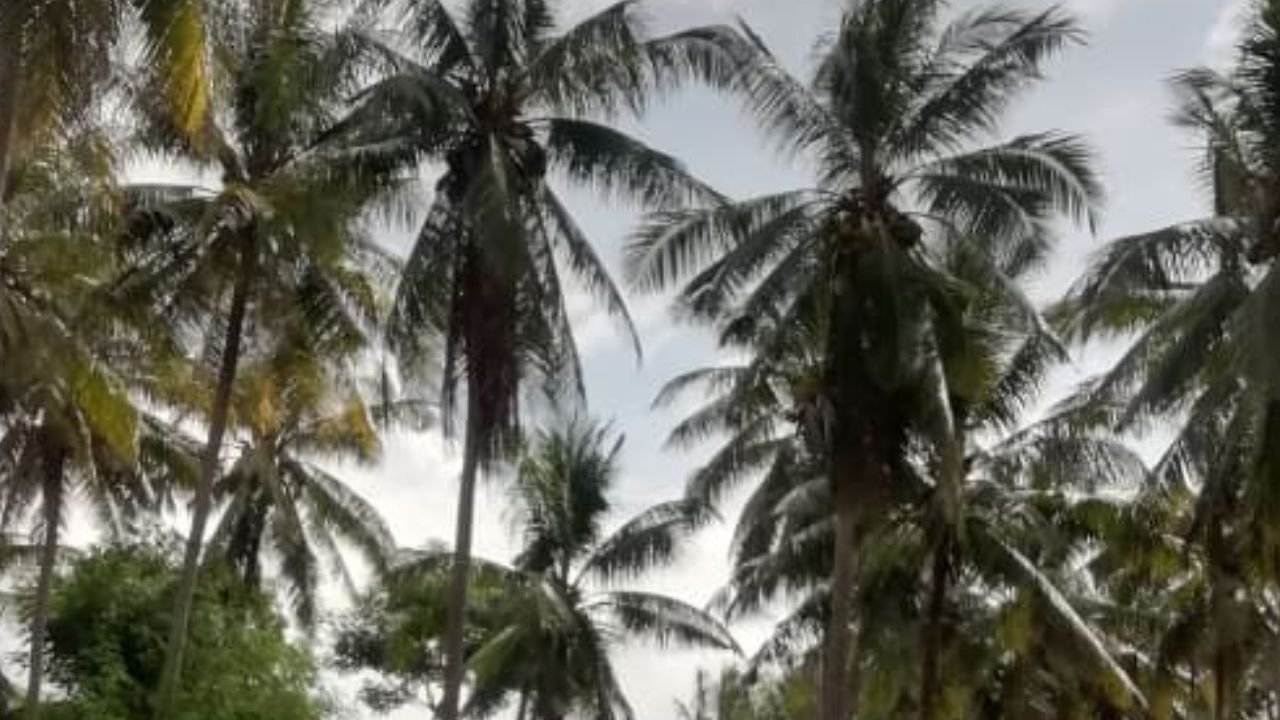 Kementan Percepat Hilirisasi Perkebunan, Siapkan Lahan hingga Ekosistem Industri