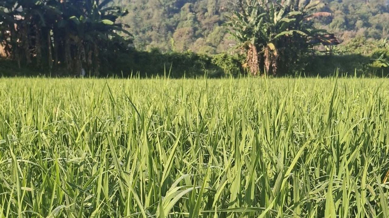 Antisipasi Kekeringan, Kementan Genjot Percepatan Tanam Padi di 10 Provinsi Sentra