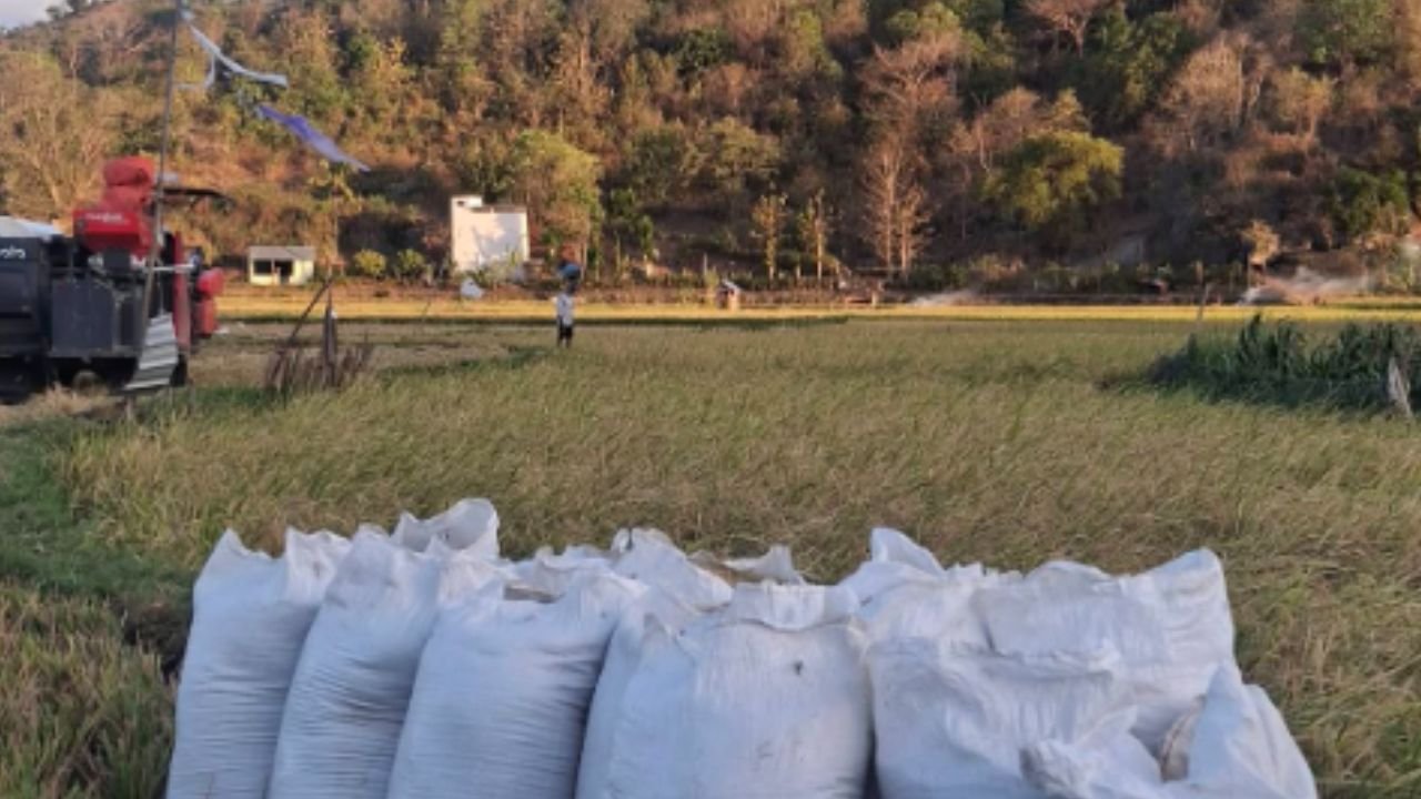 Nilai Tukar Petani Naik Jadi 127,84, Daya Beli Petani Membaik