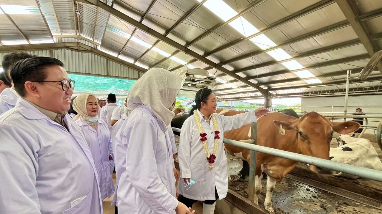 Tak Impor Selama Peternak Mampu Produksi Susu, Kementan Kejar 600 Ribu Sapi Perah hingga 2029